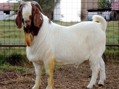Live Boer Goats
