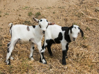 Dwarf Goats